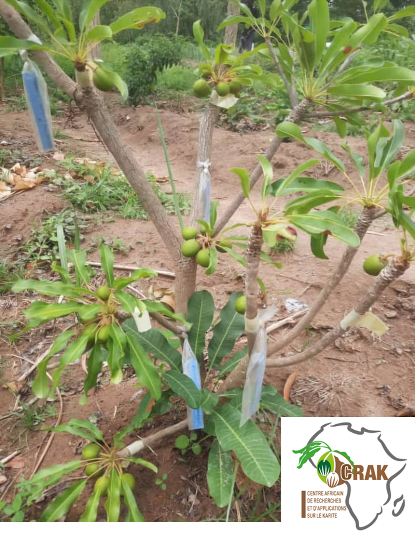 Plants améliorés de karité : solution innovante pour une fil…